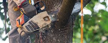 Trusted West Lafayette, IN Tree Care Experts